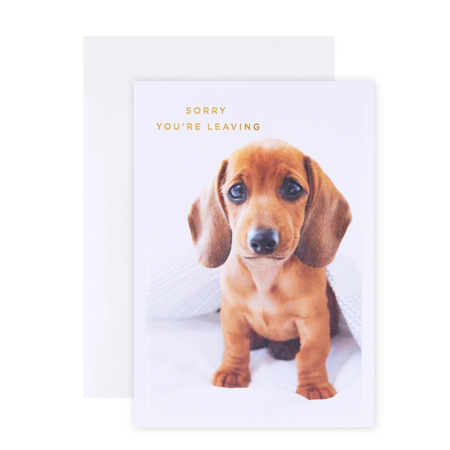 Hallmark Colossal Farewell Greeting Card - Cute Dog - Image 3